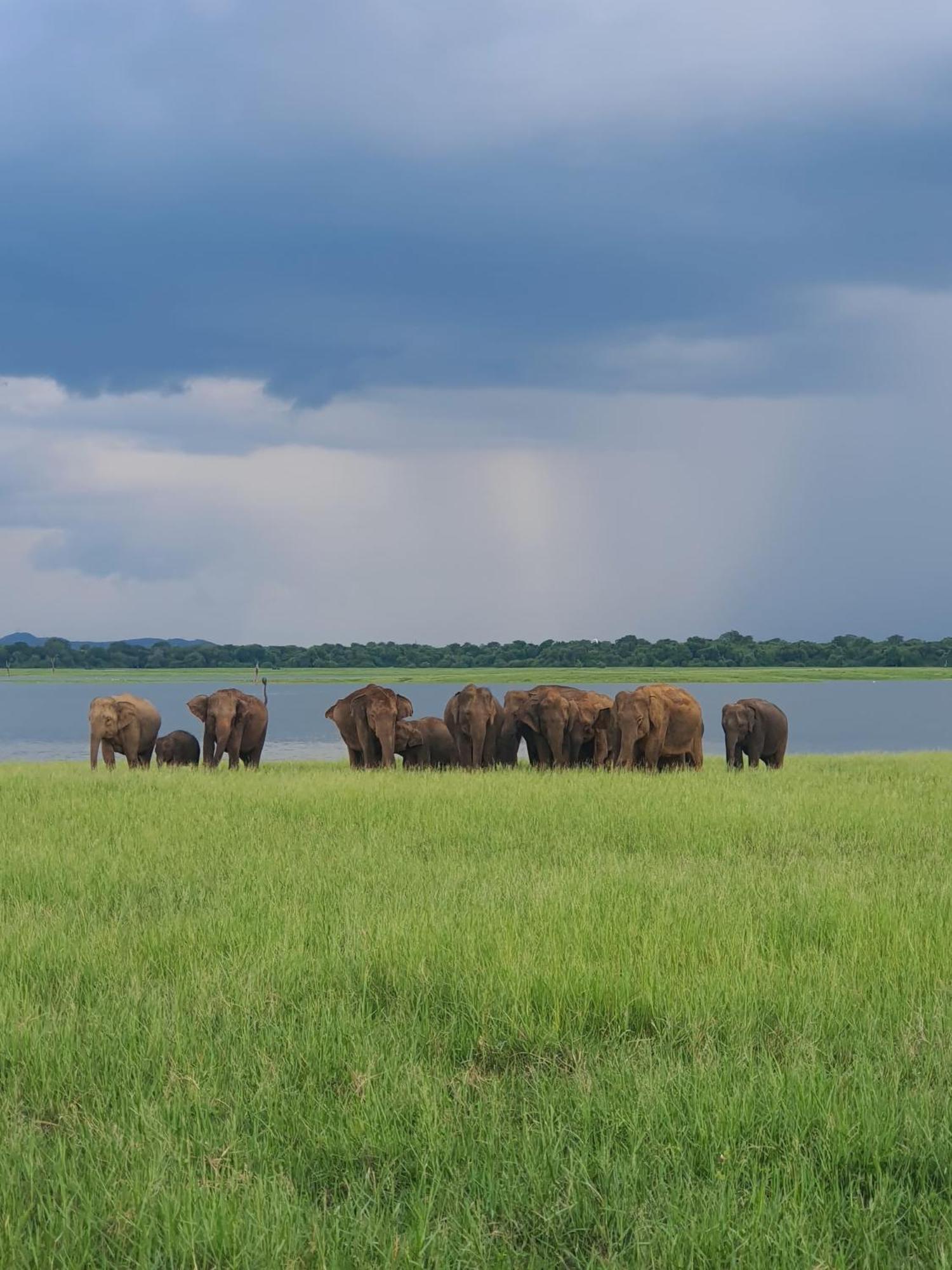 Jungle Eco Lodge & Safari Сигирия Экстерьер фото