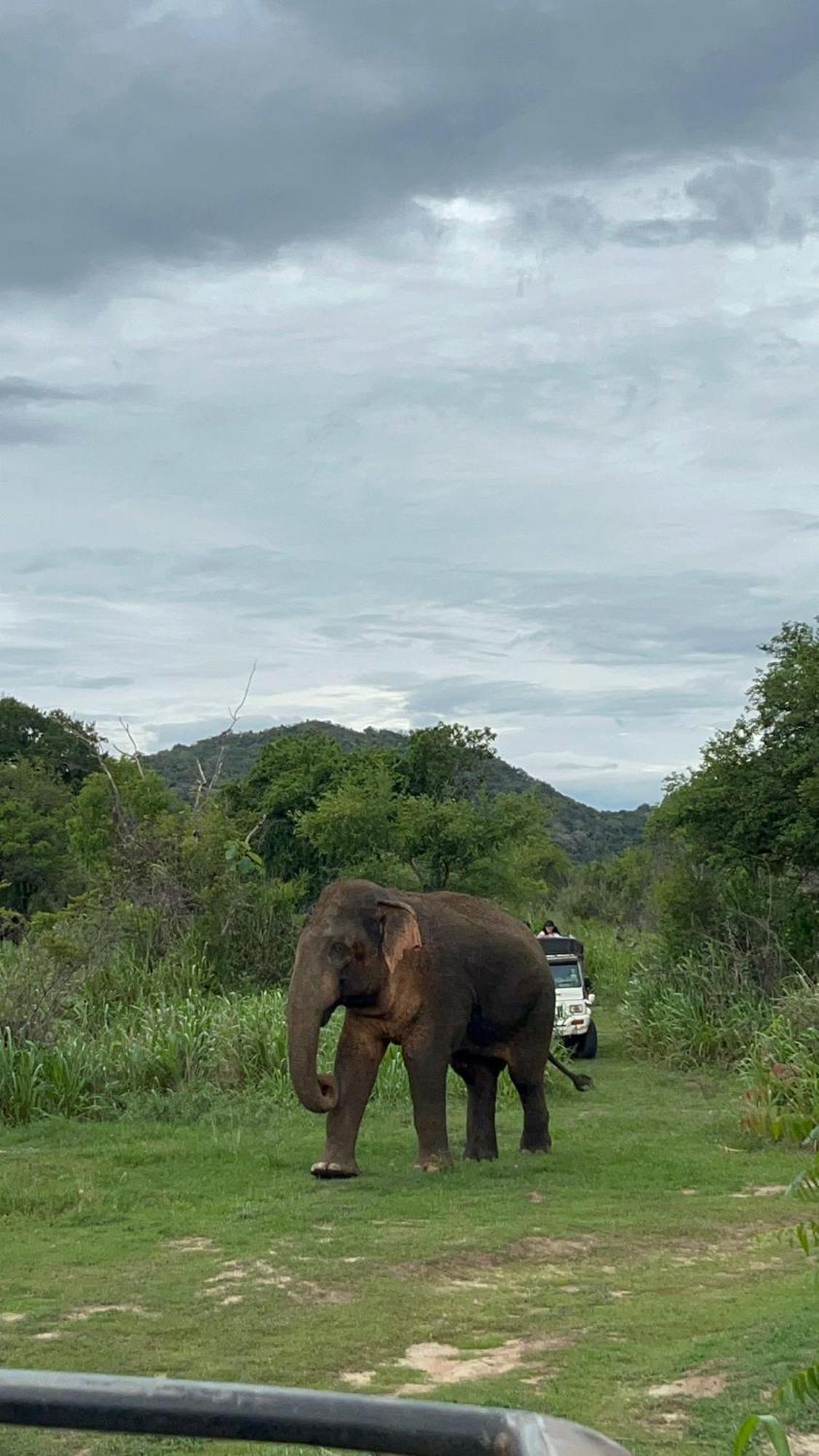 Jungle Eco Lodge & Safari Сигирия Экстерьер фото